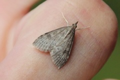 Dusky Pearl (Udea prunalis)