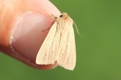 Brungult gressfly (Mythimna impura)