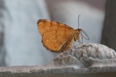 Rannoch Looper (Macaria brunneata)