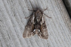 The Saxon (Hyppa rectilinea)