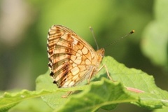 Lesser Marbled Fritillary (Brenthis ino)