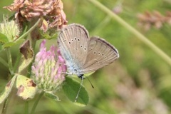 Mazarine Blue (Cyaniris semiargus)
