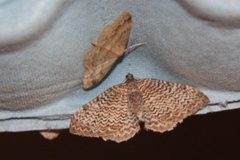Scallop Shell (Rheumaptera undulata)