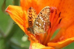 High Brown Fritillary (Argynnis adippe)