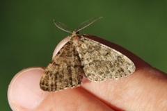 Satin Beauty (Deileptenia ribeata)
