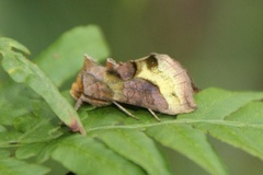 Burnished Brass (Diachrysia chrysitis)
