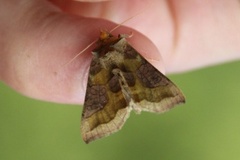 Burnished Brass (Diachrysia chrysitis)