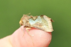 Mindre båndmetallfly (Diachrysia stenochrysis)