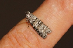 Dark Pine Knot-horn (Dioryctria abietella)