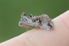 Skogmetallfly (Syngrapha interrogationis)