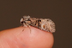 Minor Shoulder-knot (Brachylomia viminalis)