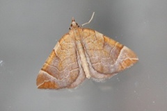 The Chevron (Eulithis testata)