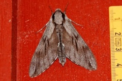 Pine Hawk-moth (Sphinx pinastri)