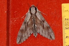 Furusvermer (Sphinx pinastri)