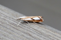 Treflekket nebbmott (Catoptria permutatella)