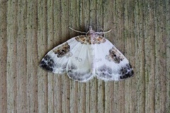 Blue-bordered Carpet (Plemyria rubiginata)
