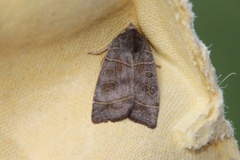 Osperingfly (Ipimorpha subtusa)