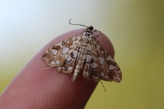 Brown China-mark (Elophila nymphaeata)