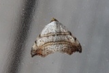 Sigdfly (Laspeyria flexula)