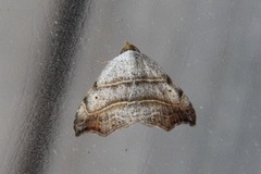 Sigdfly (Laspeyria flexula)