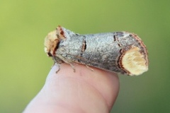 Buff-tip (Phalera bucephala)