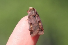 Purple Clay (Diarsia brunnea)
