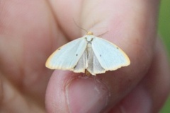 Four-dotted Footman (Cybosia mesomella)