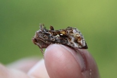 Fiolettbrunt metallfly (Autographa pulchrina)