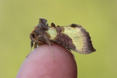 Burnished Brass (Diachrysia chrysitis)