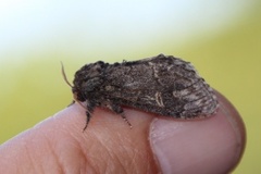 Large Dark Prominent (Notodonta torva)