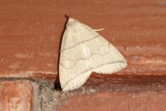 Buelinjet viftefly (Herminia grisealis)