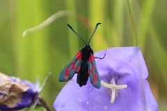 Seksflekket bloddråpesvermer (Zygaena filipendulae)