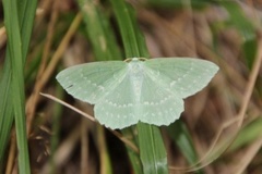 Large Emerald (Geometra papilionaria)