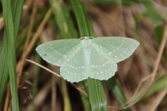 Kjempebladmåler (Geometra papilionaria)