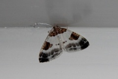 Blue-bordered Carpet (Plemyria rubiginata)