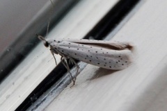 Bird-cherry Ermine (Yponomeuta evonymella)