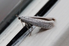 Heggspinnmøll (Yponomeuta evonymella)