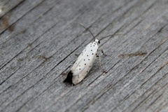 Orchard Ermine (Yponomeuta padella)