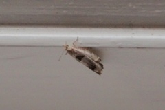 Small Birch Bell (Epinotia ramella)