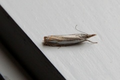 Hook-streaked Grass-Veneer (Crambus lathoniellus)