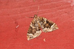 The Phoenix (Eulithis prunata)