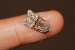 Rotstrekvierfly (Brachylomia viminalis)