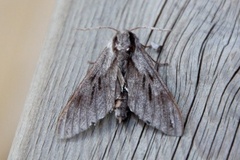Pine Hawk-moth (Sphinx pinastri)