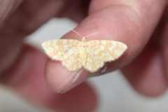 Small Yellow Wave (Hydrelia flammeolaria)