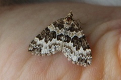 Broken-barred Carpet (Electrophaes corylata)