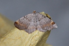 Tawny-barred Angle (Macaria liturata)