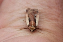 Flame Shoulder (Ochropleura plecta)