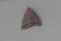 Small Fan-foot (Herminia grisealis)