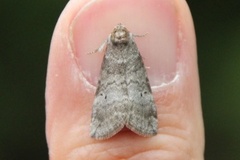 Common Lutestring (Ochropacha duplaris)