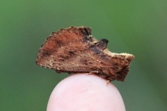 Coxcomb Prominent (Ptilodon capucina)